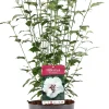 Clearance Straucheibisch (Hibiscus syriacus 'Speciosus') D 23 H 50 cm Blühende Pflanzen|Hibiskus