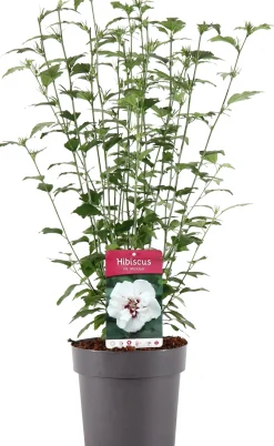 Clearance Straucheibisch (Hibiscus syriacus 'Speciosus') D 23 H 50 cm Blühende Pflanzen|Hibiskus