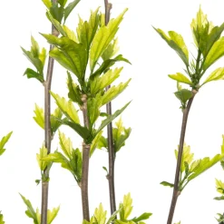 Clearance Straucheibisch (Hibiscus syriacus 'Speciosus') D 23 H 50 cm Blühende Pflanzen|Hibiskus