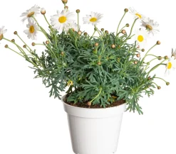 Clearance Strauchmargerite (Argyranthemum frutescens) weiß D 14 H 25 cm Blühende Pflanzen|Einjährige Pflanzen