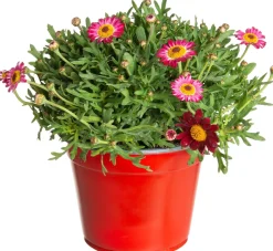 Outlet Strauchmargerite (Argyranthemum frutescens) rot D 14 H 25 cm Blühende Pflanzen|Einjährige Pflanzen