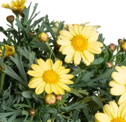 Online Strauchmargerite (Argyranthemum frutescens) gelb D 14 H 25 cm Blühende Pflanzen|Einjährige Pflanzen