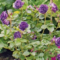 Best Strauchrose (Rosa minerva) D 23 H 35 cm Rosen