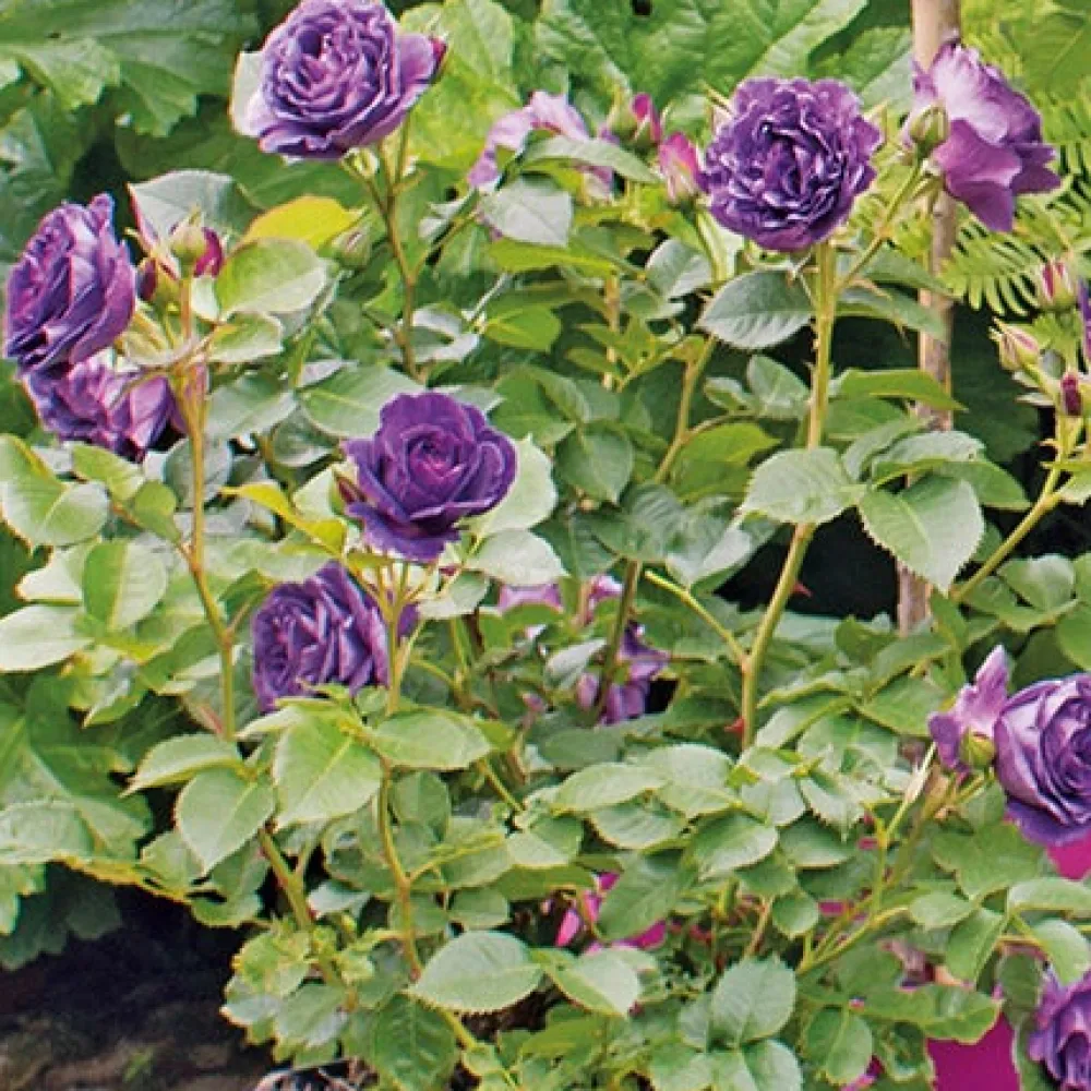 Best Strauchrose (Rosa minerva) D 23 H 35 cm Rosen