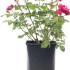 New Strauchrose (Rosa 'Red Meilove') Rosen