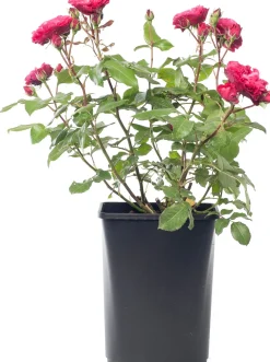 New Strauchrose (Rosa 'Red Meilove') Rosen