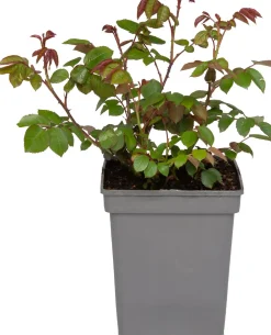 Hot Strauchrose (Rosa 'Romina') D 23 H 25 cm Blühende Pflanzen|Winterharte Pflanzen