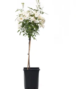 Sale Strauchrose (Rosa 'Schneewittchen') Immergrüne Pflanzen|Rosen