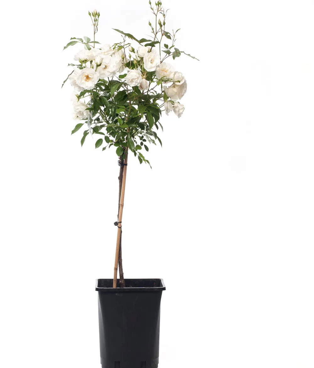 Sale Strauchrose (Rosa 'Schneewittchen') Immergrüne Pflanzen|Rosen