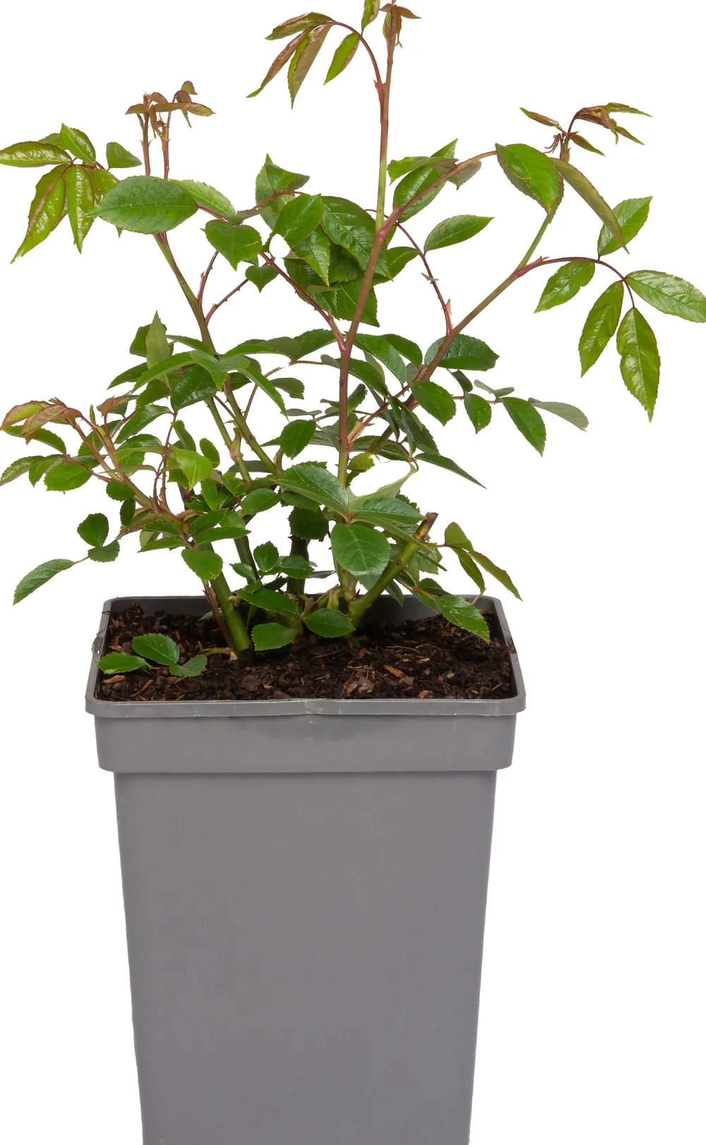 Strauchrose (Rosa 'Schneewittchen') Immergrüne Pflanzen|Rosen