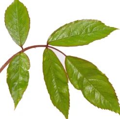 Strauchrose (Rosa 'Schneewittchen') Immergrüne Pflanzen|Rosen