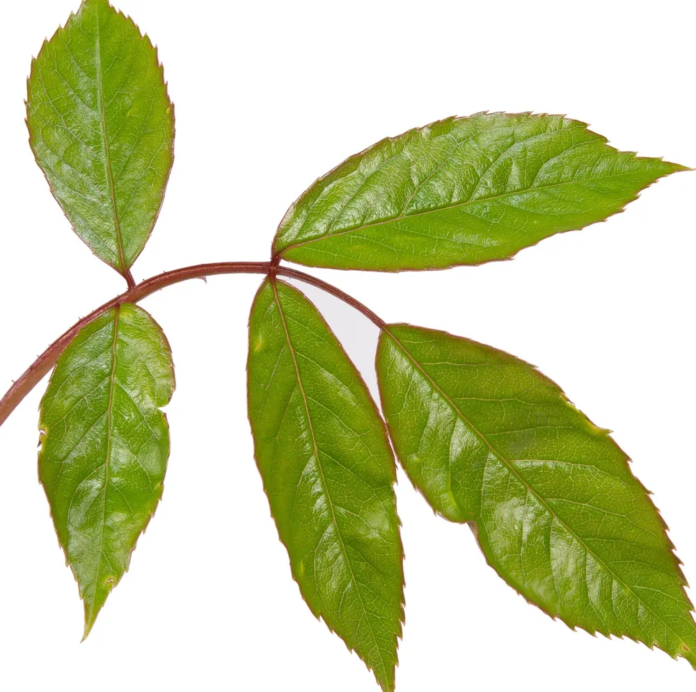 Strauchrose (Rosa 'Schneewittchen') Immergrüne Pflanzen|Rosen