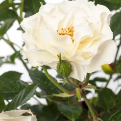 Best Strauchrose (Rosa 'White Meilove') Rosen