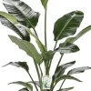 Sale Strelitzie (Strelitzia nicolai) D 27 H 150 cm Große Pflanzen|Blühende Zimmerpflanzen