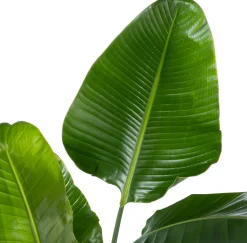 Sale Strelitzie (Strelitzia nicolai) D 27 H 150 cm Große Pflanzen|Blühende Zimmerpflanzen