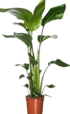 Outlet Strelitzie (Strelitzia nicolai) D 19 cm H 90 cm Große Pflanzen|Blühende Zimmerpflanzen