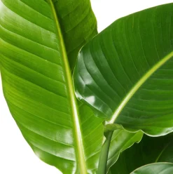 Outlet Strelitzie (Strelitzia nicolai) D 19 cm H 90 cm Große Pflanzen|Blühende Zimmerpflanzen