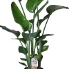 Best Strelitzie (Strelitzia nicolai) D 24 cm H 110 cm Große Pflanzen|Blühende Zimmerpflanzen
