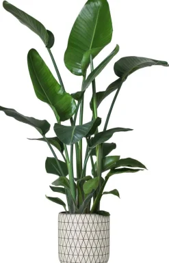 Best Strelitzie (Strelitzia nicolai) D 24 cm H 110 cm Große Pflanzen|Blühende Zimmerpflanzen