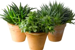 Best Sukkulenten im Topf D 13 cm H 40 cm Pflanzenarrangements