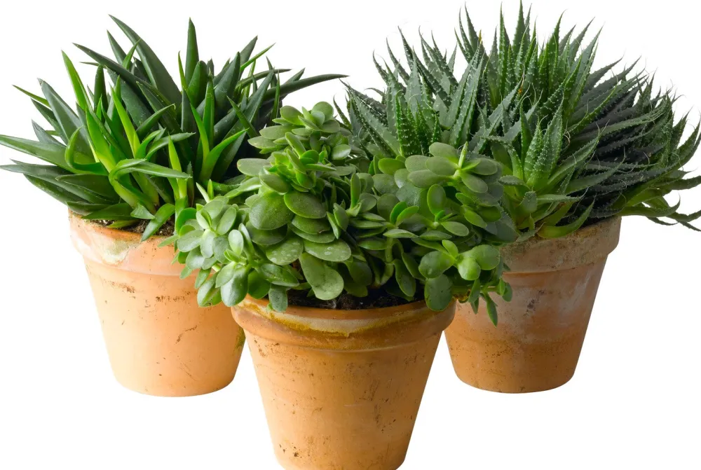 Best Sukkulenten im Topf D 13 cm H 40 cm Pflanzenarrangements