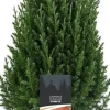 Online Säulenwacholder (Juniperus chinensis 'Stricta') D 19 H 70 cm Immergrüne Pflanzen|Winterharte Pflanzen