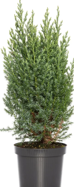 Discount Säulenwacholder (Juniperus chinensis 'Stricta') Immergrüne Pflanzen|Wacholder