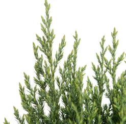 Discount Säulenwacholder (Juniperus chinensis 'Stricta') Immergrüne Pflanzen|Wacholder