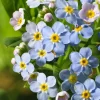 Sumpf-Vergissmeinnicht (Myosotis palustris) D 9 H 20 cm Blühende Pflanzen|Teichpflanzen
