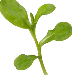 Sumpf-Vergissmeinnicht (Myosotis palustris) D 9 H 20 cm Blühende Pflanzen|Teichpflanzen