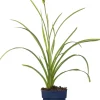 New Taglilie (Hemerocallis 'Mini Pearl') D 11 H 10 cm Blühende Pflanzen|Winterharte Pflanzen