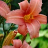Best Taglilie (Hemerocallis 'Pink Damask') Blühende Pflanzen|Winterharte Pflanzen