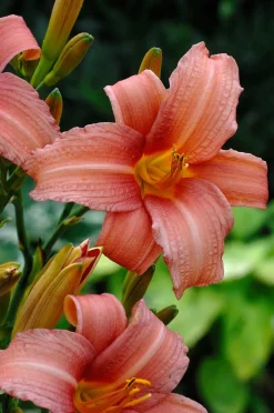 Best Taglilie (Hemerocallis 'Pink Damask') Blühende Pflanzen|Winterharte Pflanzen