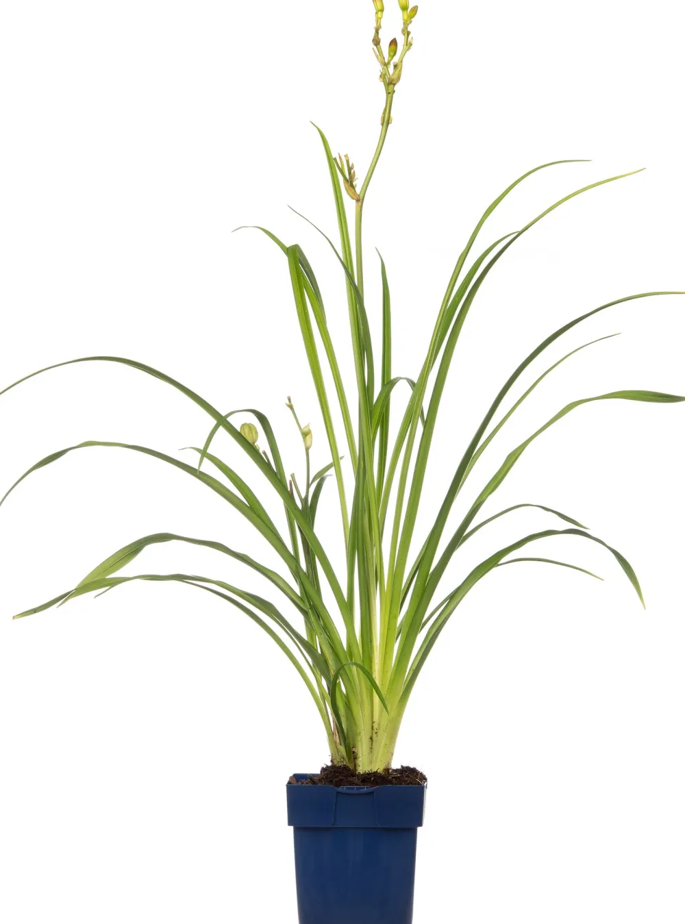 Taglilie (Hemerocallis 'Summer Wine') D 11 H 10 cm Blühende Pflanzen|Winterharte Pflanzen