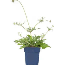 Sale Tauben-Skabiose (Scabiosa Columbaria 'Butterfly Blue') D 11 cm Mehrjährige Pflanzen|Skabiose