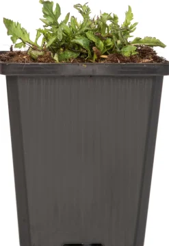 Online Tauben-Skabiose (Scabiosa columumbaria 'Butterfly Blue') D 9 H 5 cm Mehrjährige Pflanzen|Skabiose