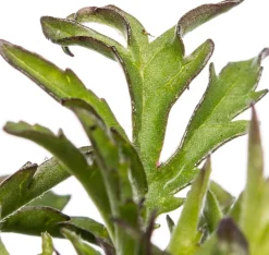 Online Tauben-Skabiose (Scabiosa columumbaria 'Butterfly Blue') D 9 H 5 cm Mehrjährige Pflanzen|Skabiose