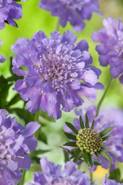 Online Tauben-Skabiose (Scabiosa columumbaria 'Butterfly Blue') D 9 H 5 cm Mehrjährige Pflanzen|Skabiose