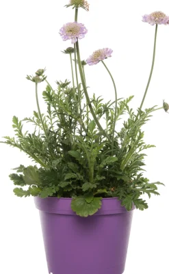 New Tauben-Skabiose (Scabiosa columbaria) D 15 H 15 cm Blühende Pflanzen|Immergrüne Pflanzen