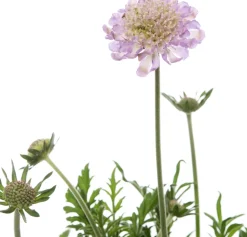 New Tauben-Skabiose (Scabiosa columbaria) D 15 H 15 cm Blühende Pflanzen|Immergrüne Pflanzen