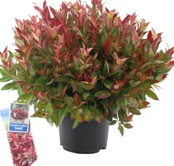 Clearance Traubenheide (Leucothoe axillaris 'Zeblid') D 23 H 30 cm Winterharte Pflanzen|Heide