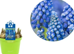 Online Traubenhyazinthe (Muscari 'Blue Magic') D 12 H 12 cm Kleine Zimmerpflanzen|Blühende Zimmerpflanzen