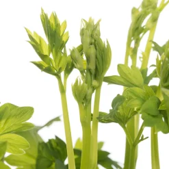 Tränendes Herz (Dicentra spectabile 'Pink') D 17 H 40 cm Winterharte Pflanzen|Mehrjährige Pflanzen