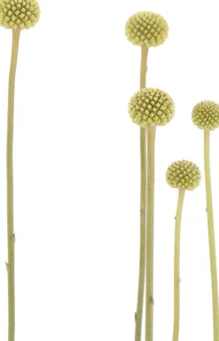 Online Trommelstöckchen (Craspedia globosa 'Golf Beauty') D 17 H 65 cm Blühende Pflanzen|Mehrjährige Pflanzen