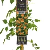 New Trompetenblume (Campsis tagliabuana 'Madame Galen') D 23 H 210 cm Blühende Pflanzen|Kletterpflanzen