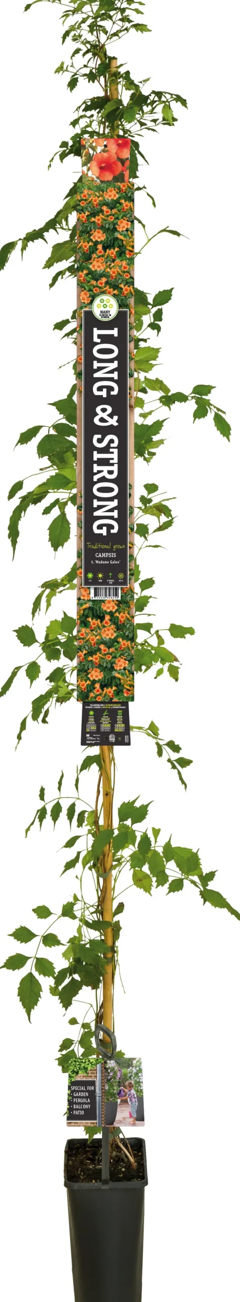 New Trompetenblume (Campsis tagliabuana 'Madame Galen') D 23 H 210 cm Blühende Pflanzen|Kletterpflanzen