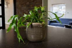 Clearance TS Blumentopf Iris grün D 18 H 15 cm Blumentöpfe|Blumentöpfe & Pflanzgefäße