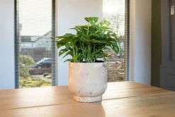 Outlet TS Blumentopf Linn creme D 18 H 25 cm Blumentöpfe & Pflanzgefäße|Blumentöpfe