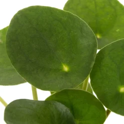 Outlet Ufopflanze (Pilea peperomioides) D 7 H 15 cm Luftreinigende Pflanzen|Kleine Zimmerpflanzen
