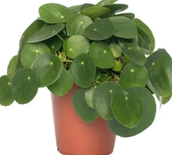 Outlet Ufopflanze (Pilea peperomoides) D 15 cm H 30 cm Luftreinigende Pflanzen|Grünpflanzen
